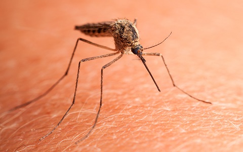 Mosquitos, avispas y otros bichos picadores